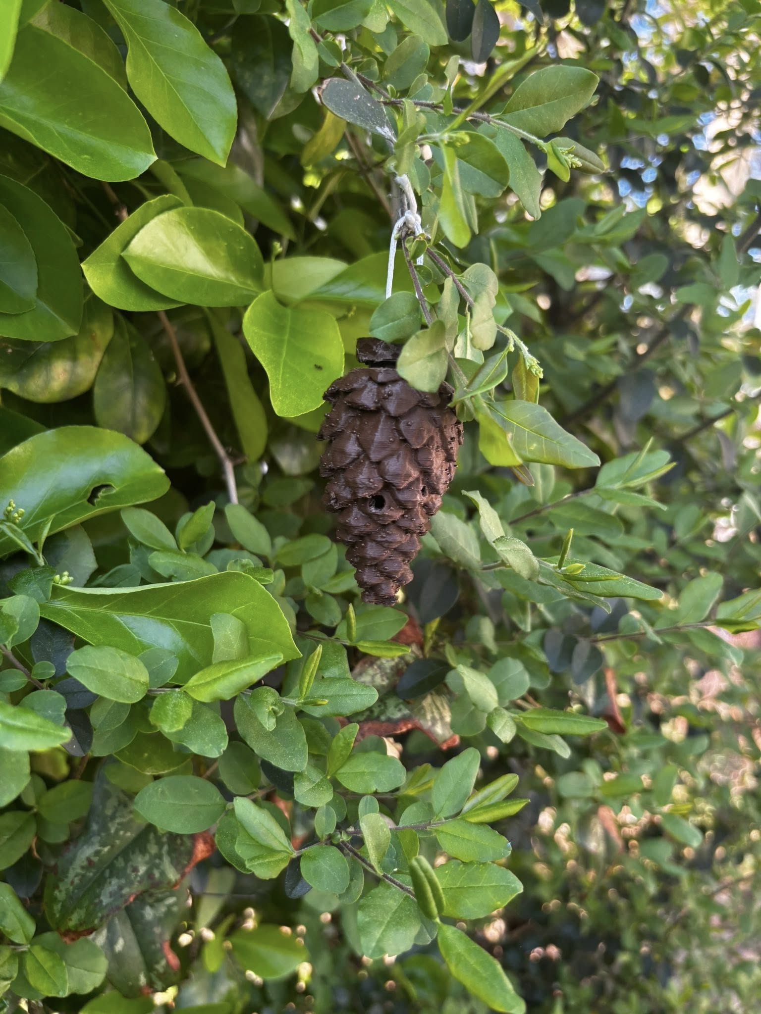 Pinecone Hide