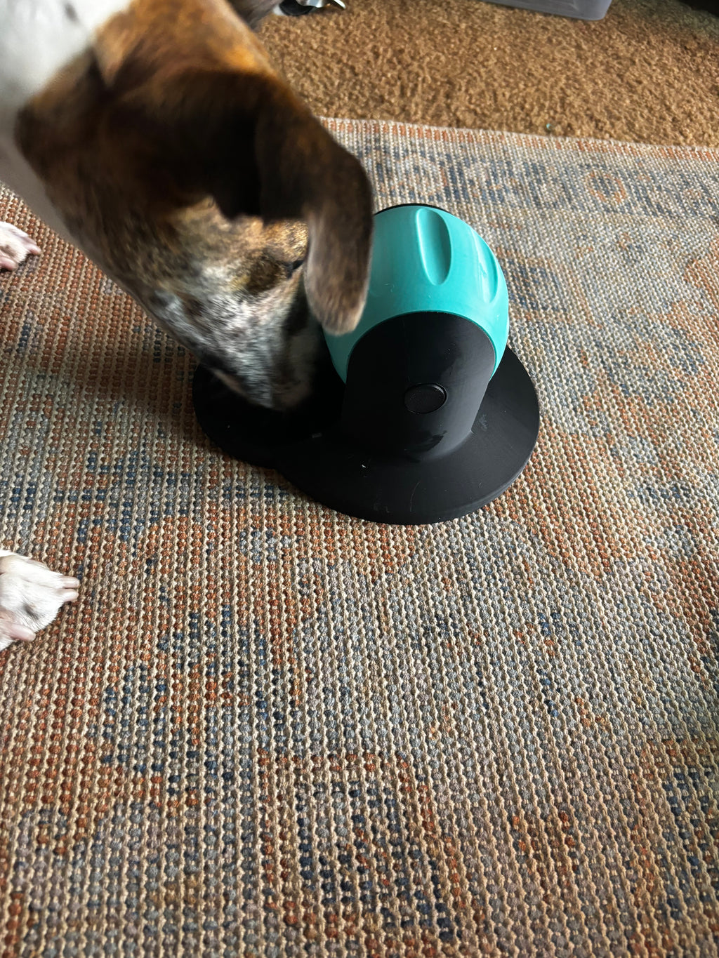 Treat spinner