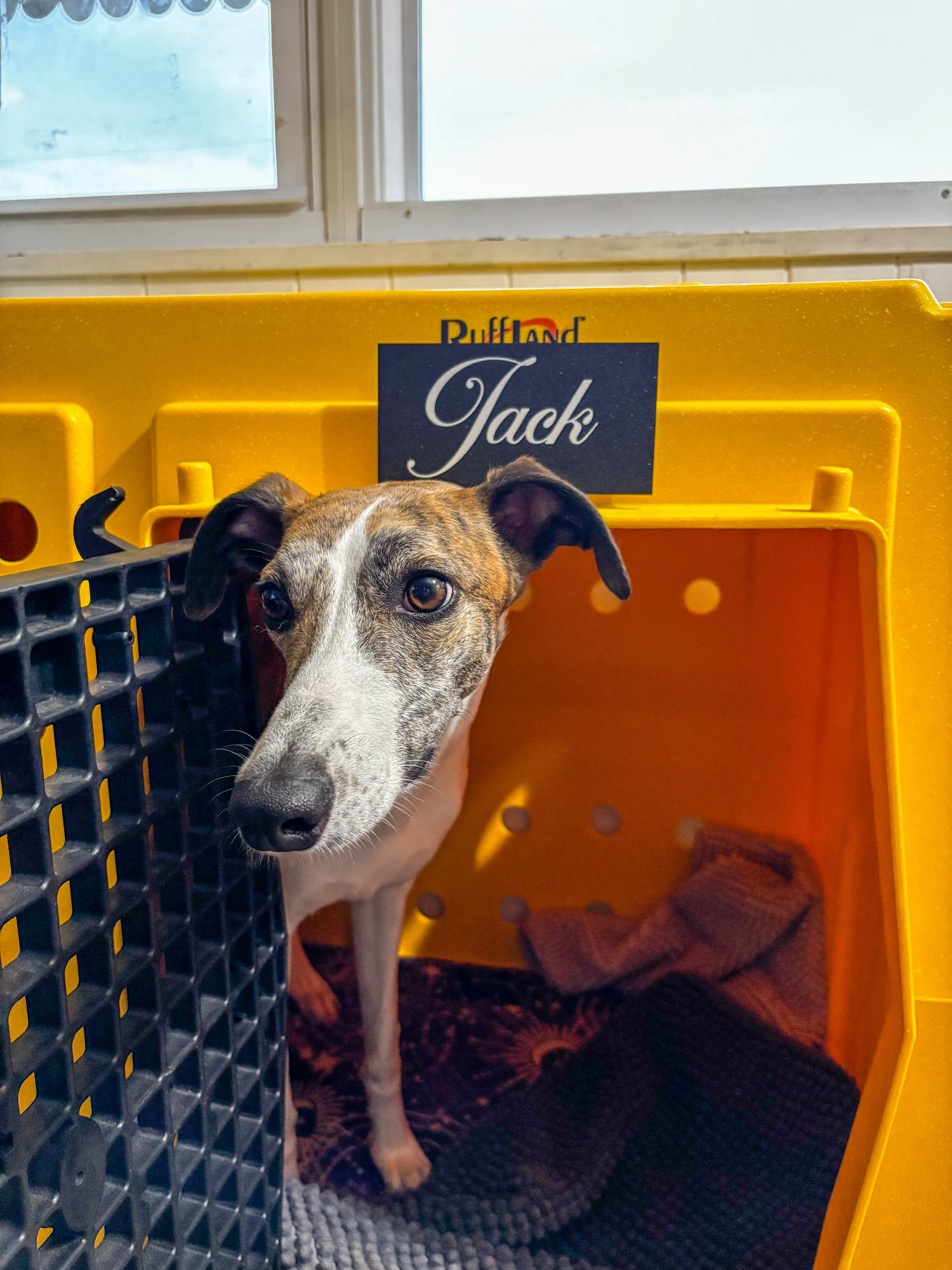 Custom Magnetic Kennel Tags