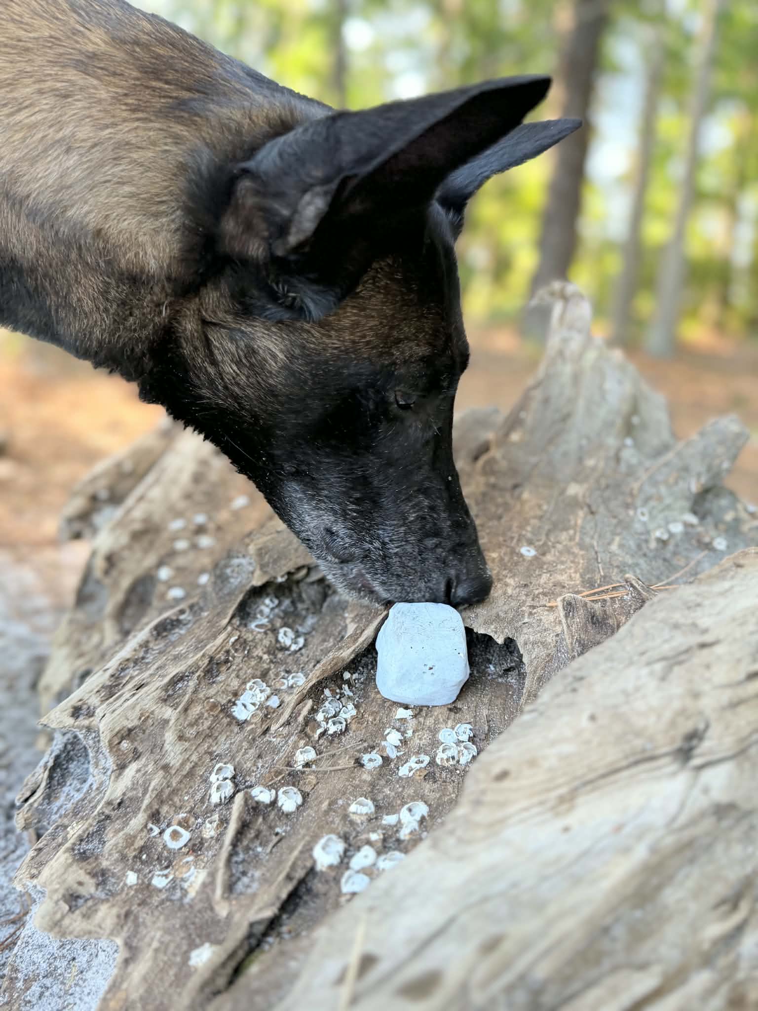 Rock scent work hides